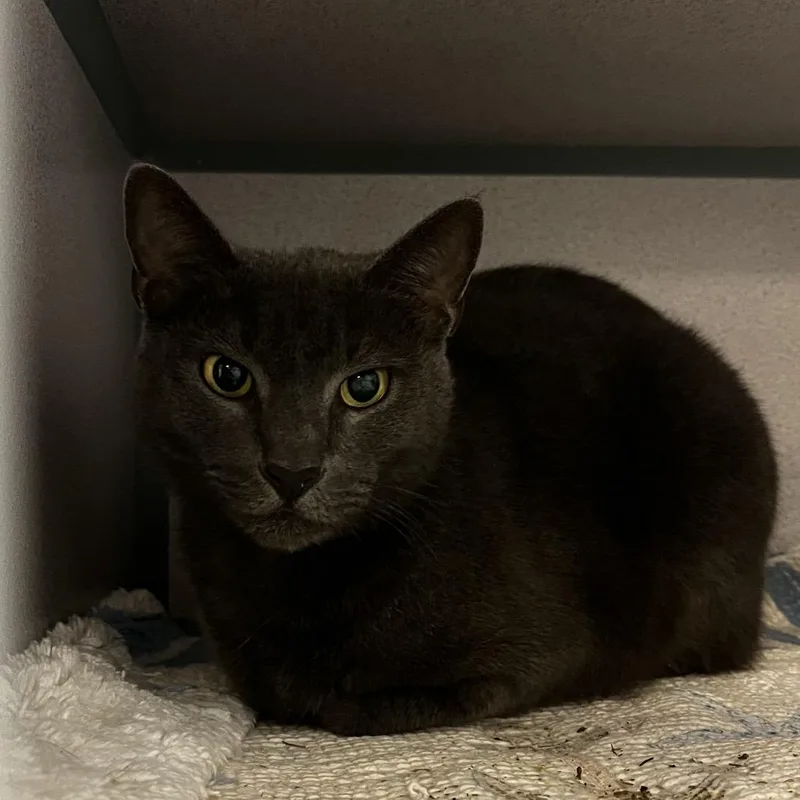An adult large-sized male Gray / Blue / Silver Domestic Short Hair cat named Plumpy for adoption in Port Charlotte, FL