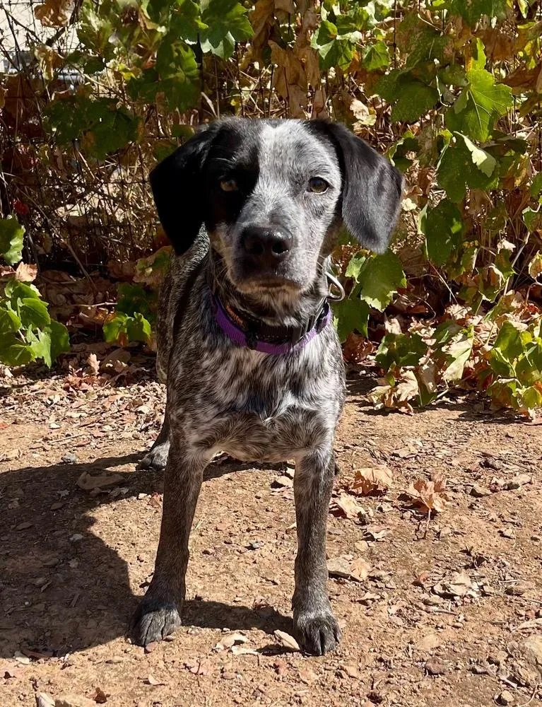 A young medium-sized male Gray / Blue / Silver Beagle dog named Chief for adoption in Jamestown, CA