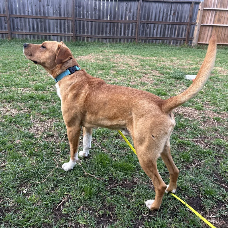 Davidson thumbnail 3