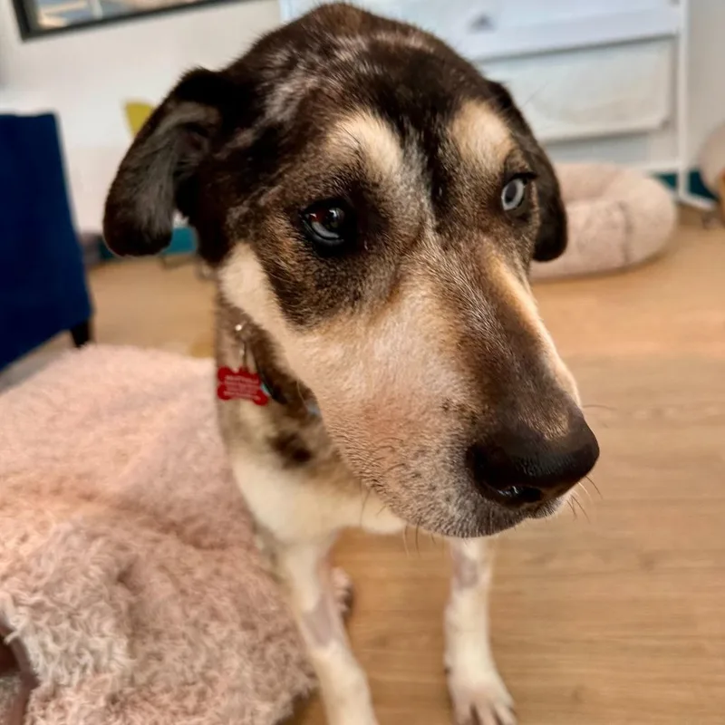 Willow Wags thumbnail 2