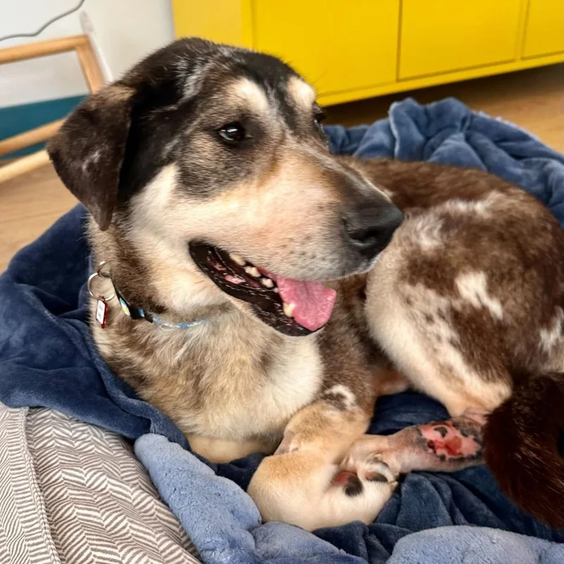 Willow Wags thumbnail 3