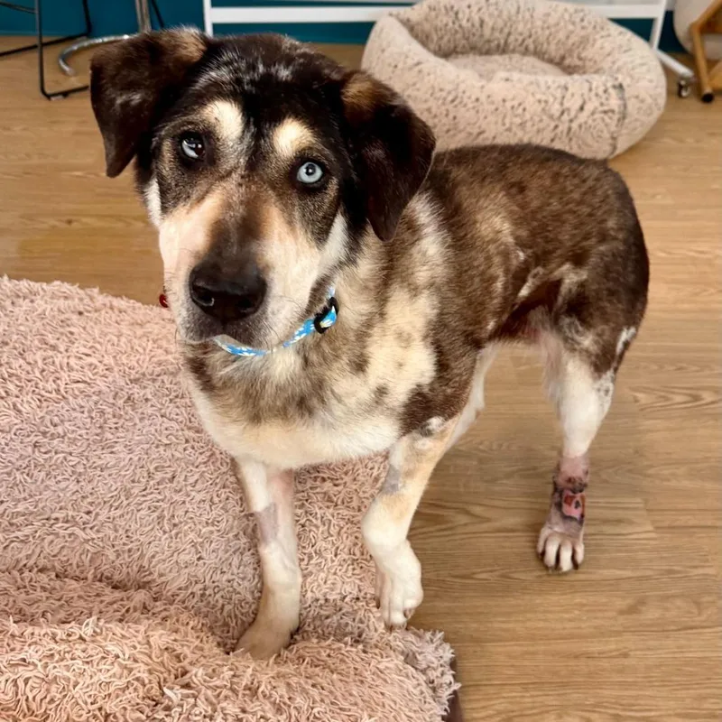 Willow Wags thumbnail 5