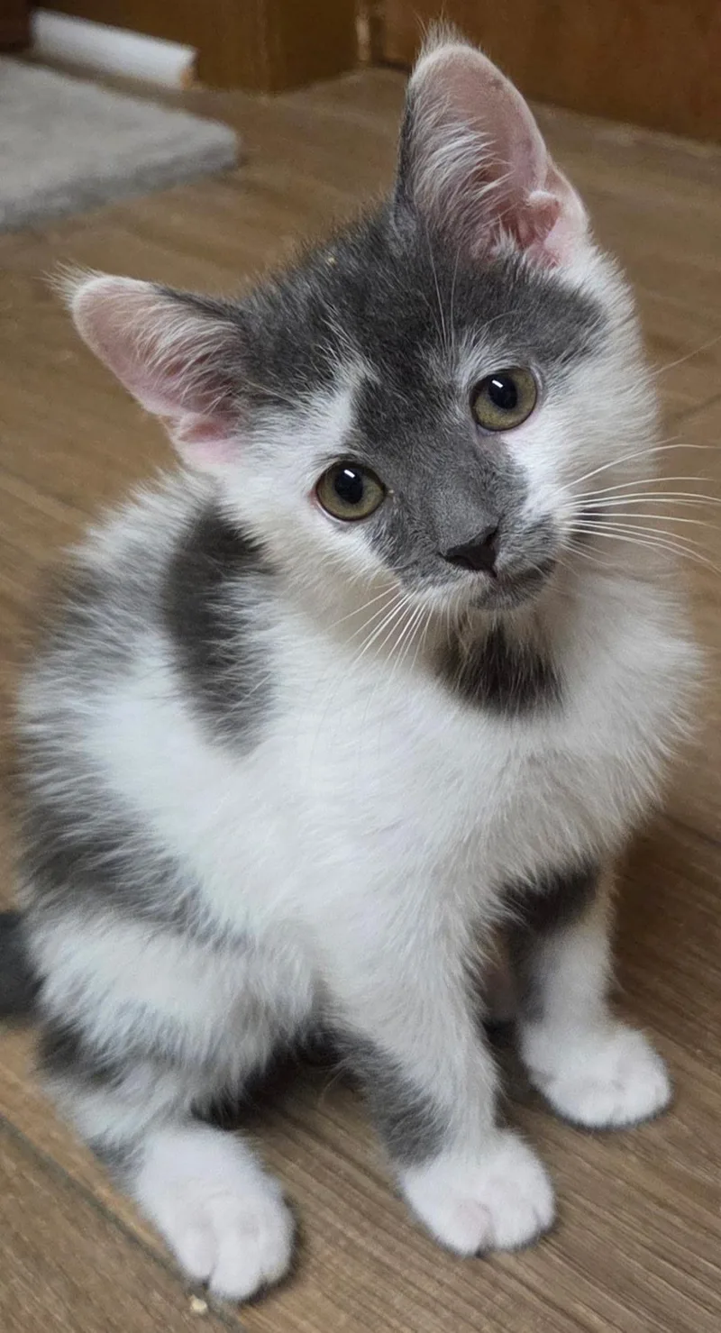 A baby medium-sized male White Domestic Short Hair cat named Franklin for adoption in Wayne, NJ