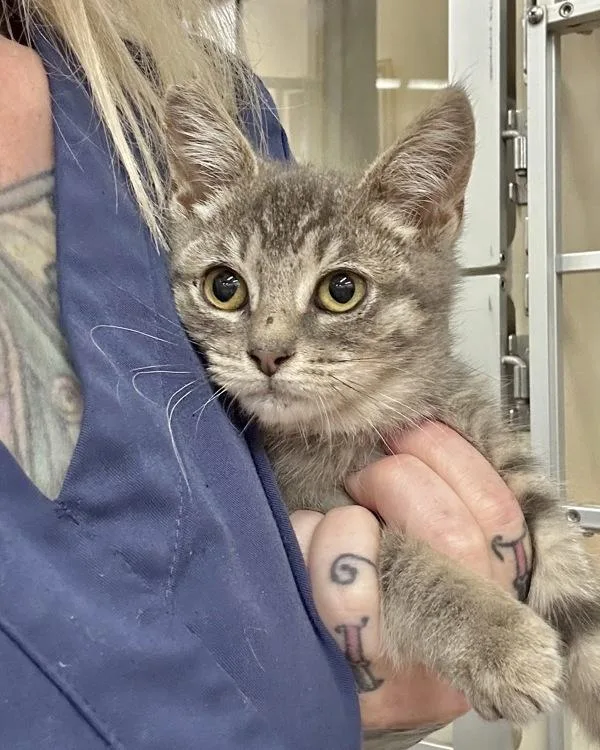 A baby small-sized female Domestic Short Hair cat named Rosie for adoption in Novato, CA