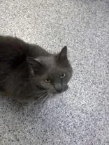 A senior medium-sized female Gray & White Domestic Long Hair cat named Jupiter for adoption in Potsdam, NY