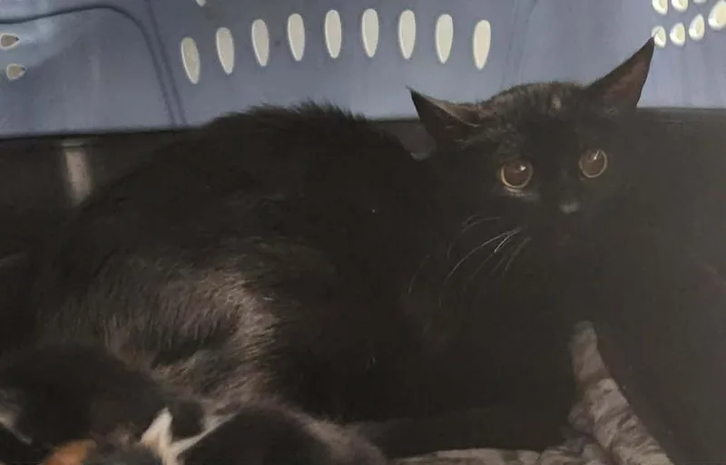 A young medium-sized female Domestic Short Hair cat named Jalapeno for adoption in Republic, MO