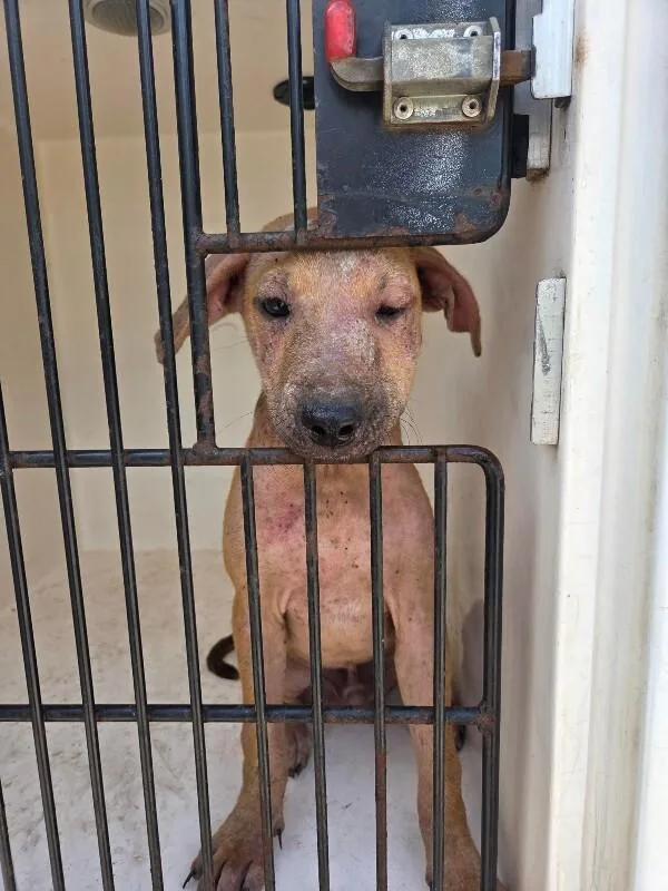 A young medium-sized male Brown / Chocolate Mixed Breed dog named Yuri for adoption in Mobile, AL