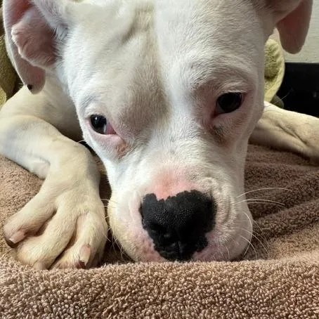 An adult medium-sized female White / Cream Mixed Breed dog named Fun Dip for adoption in Edwardsville, IL
