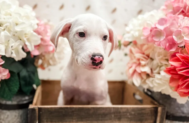A baby large-sized male Great Dane dog named Arlo for adoption in Newberg, OR