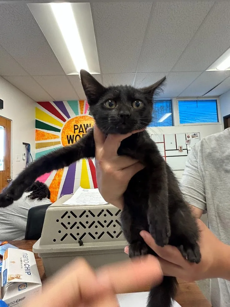 A baby small-sized female Domestic Short Hair cat named Nyla for adoption in Thousand Oaks, CA