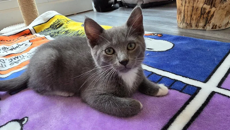 A baby medium-sized female Gray & White Domestic Short Hair cat named Princess for adoption in Reston, VA