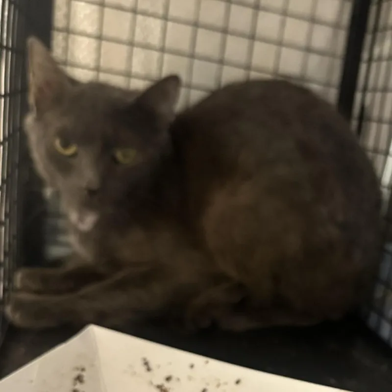 A young medium-sized male Gray / Blue / Silver Domestic Short Hair cat named Morel for adoption in Chattanooga, TN