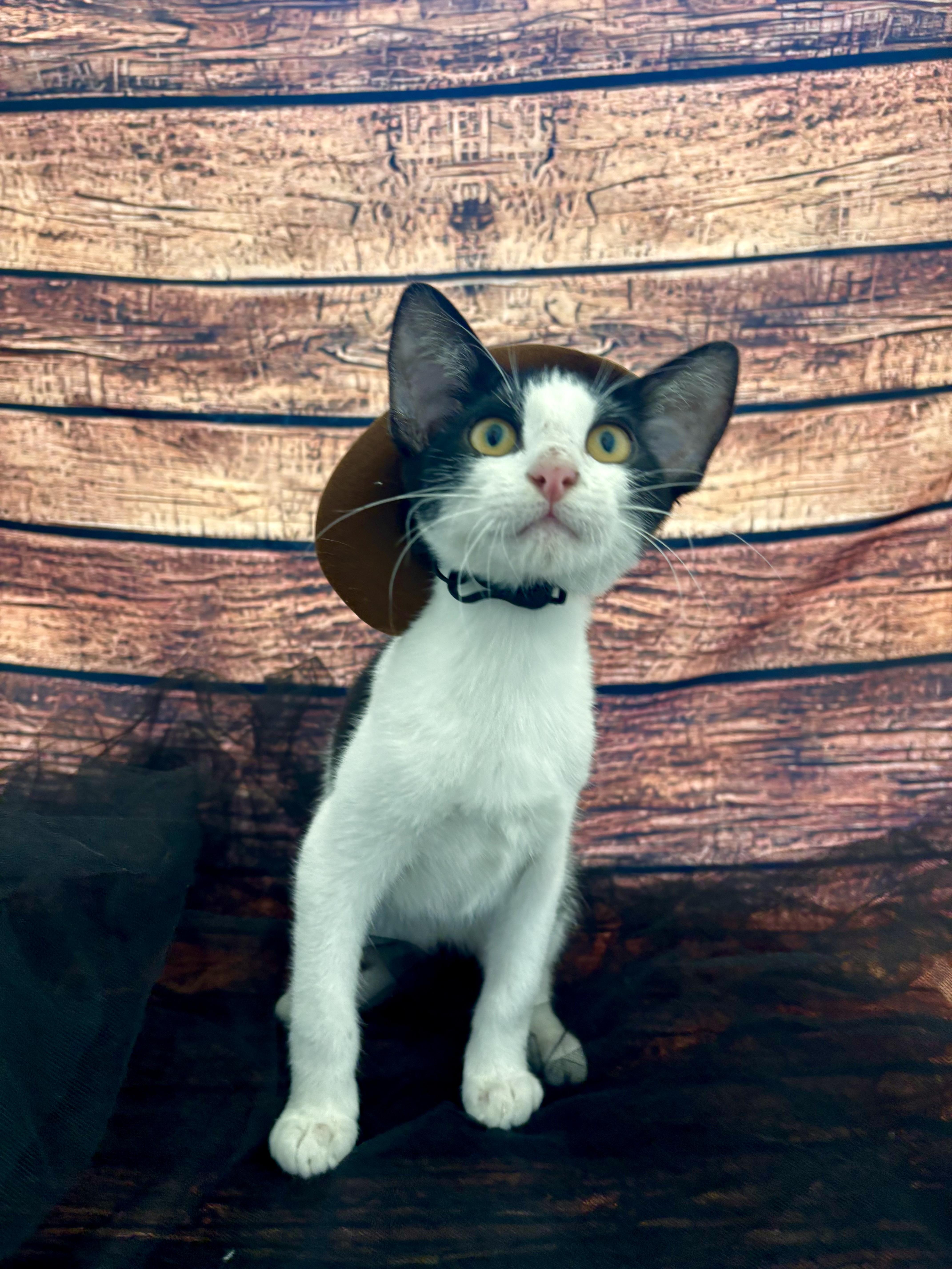 A young medium-sized male Black & White / Tuxedo Domestic Short Hair cat named Miles for adoption in Houston, TX