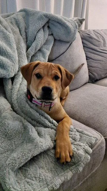 A baby large-sized female Labrador Retriever dog named Olive for adoption in Fort Wayne, IN