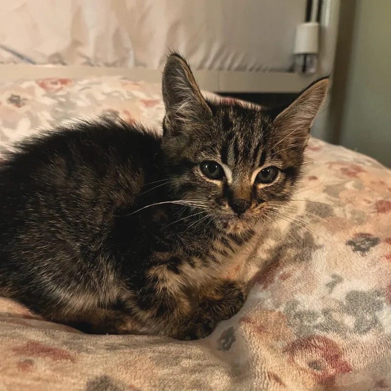 A baby small-sized male Gray / Blue / Silver Domestic Short Hair cat named Mint for adoption in Normal, IL