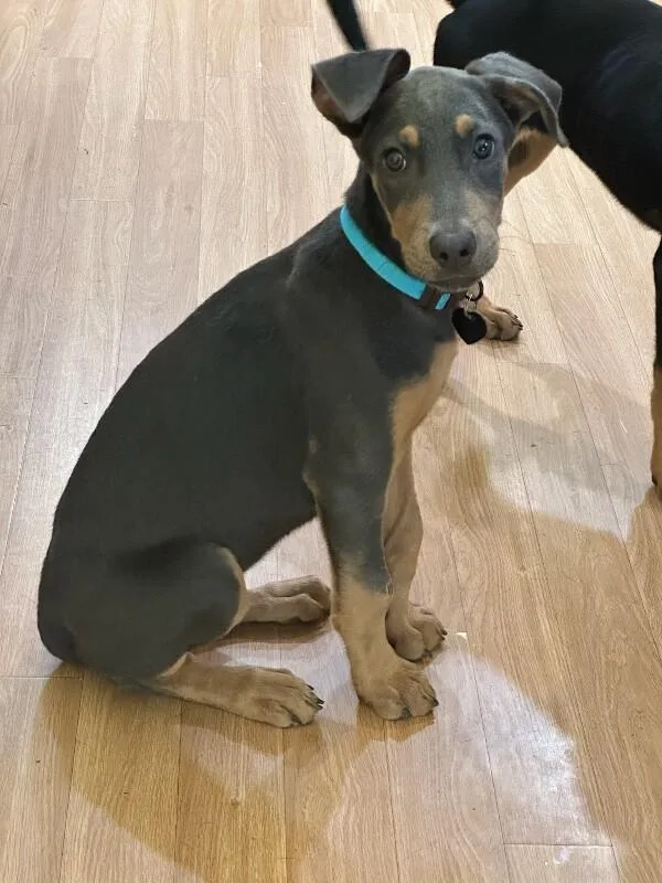 A baby large-sized female Doberman Pinscher dog named Ophelia Frump for adoption in Van Nuys, CA