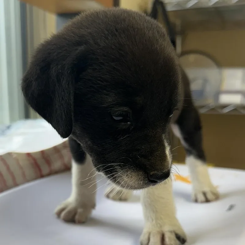A baby medium-sized male Gray / Blue / Silver Mixed Breed dog named Jethro for adoption in Corinth, MS