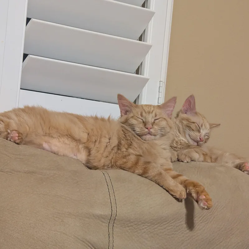 A baby small-sized male Orange & White American Shorthair cat named Vortex for adoption in Houston, TX