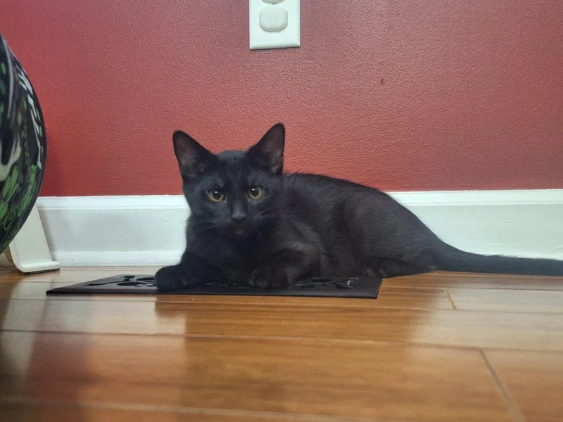 Remy