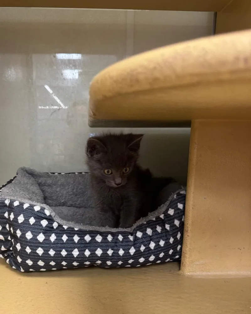 A baby medium-sized male Domestic Short Hair cat named Meuse for adoption in Fort Lupton, CO