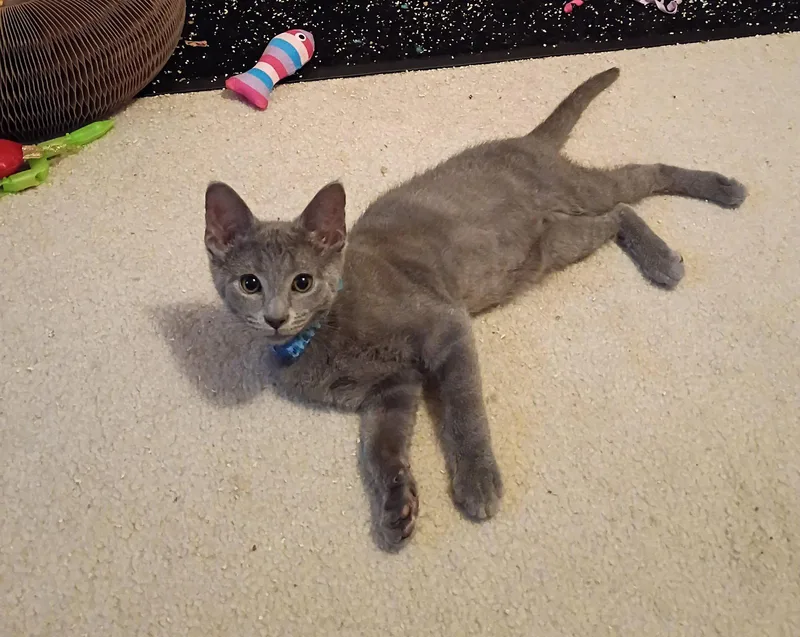 A baby medium-sized male Gray / Blue / Silver Domestic Short Hair cat named Winslow for adoption in Walled Lake, MI