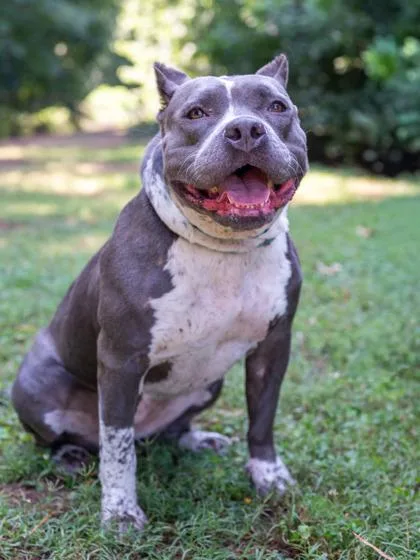 An adult large-sized female Mixed Breed dog named Aaliyah for adoption in Chamblee, GA