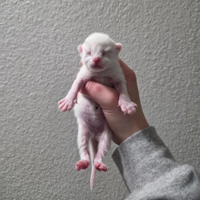 A baby small-sized female White Domestic Short Hair cat named Axe for adoption in West Olive, MI