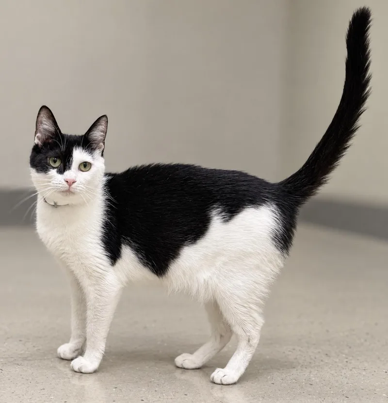 An adult medium-sized female White Domestic Short Hair cat named Willow for adoption in Pawleys Island, SC