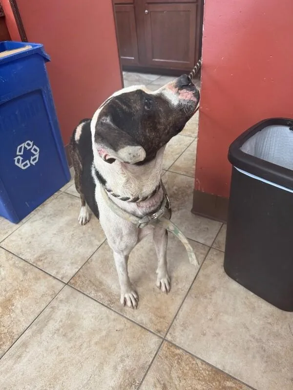 An adult large-sized female White / Cream Mixed Breed dog named Jolene for adoption in Cincinnati, OH