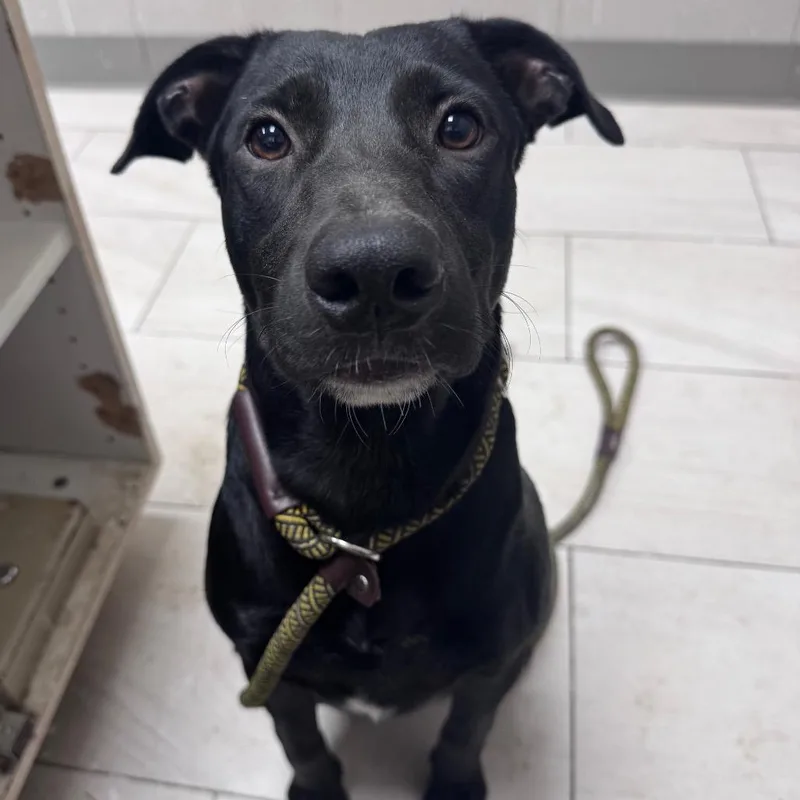 A young medium-sized male Labrador Retriever dog named Darwin for adoption in Lufkin, TX