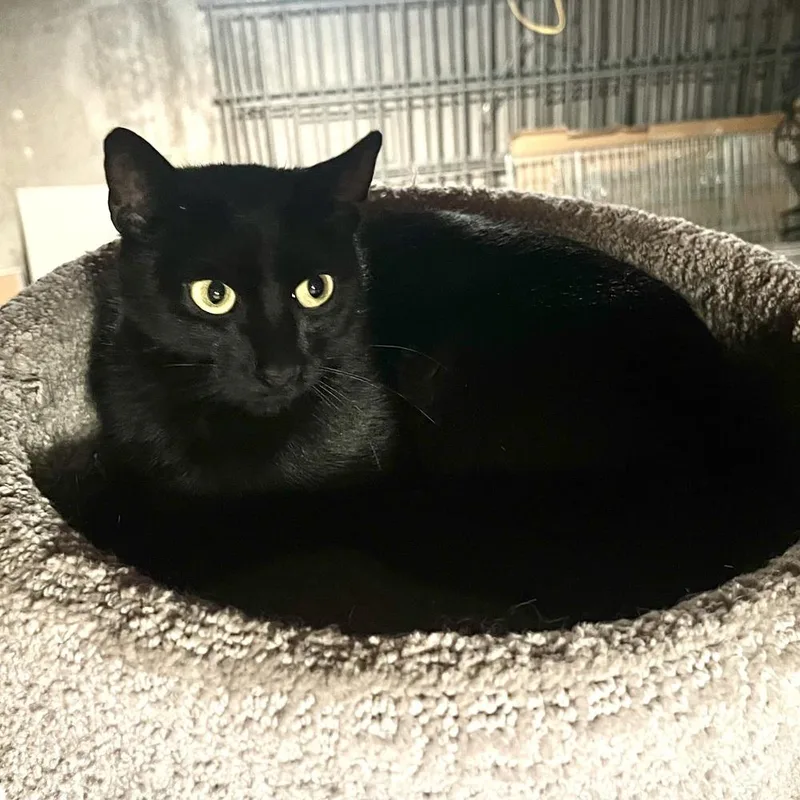 Coco Bean thumbnail 2