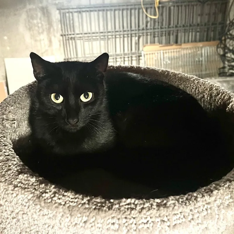 Coco Bean thumbnail 3