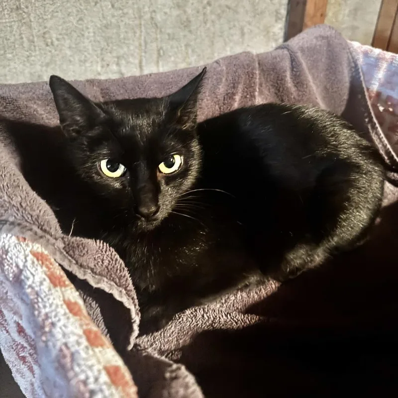 Coco Bean thumbnail 4