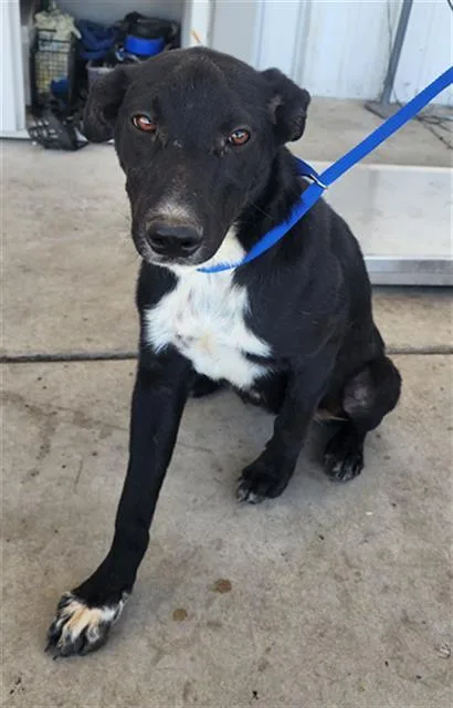 A young medium-sized female Border Collie dog named Athena for adoption in Bakersfield, CA