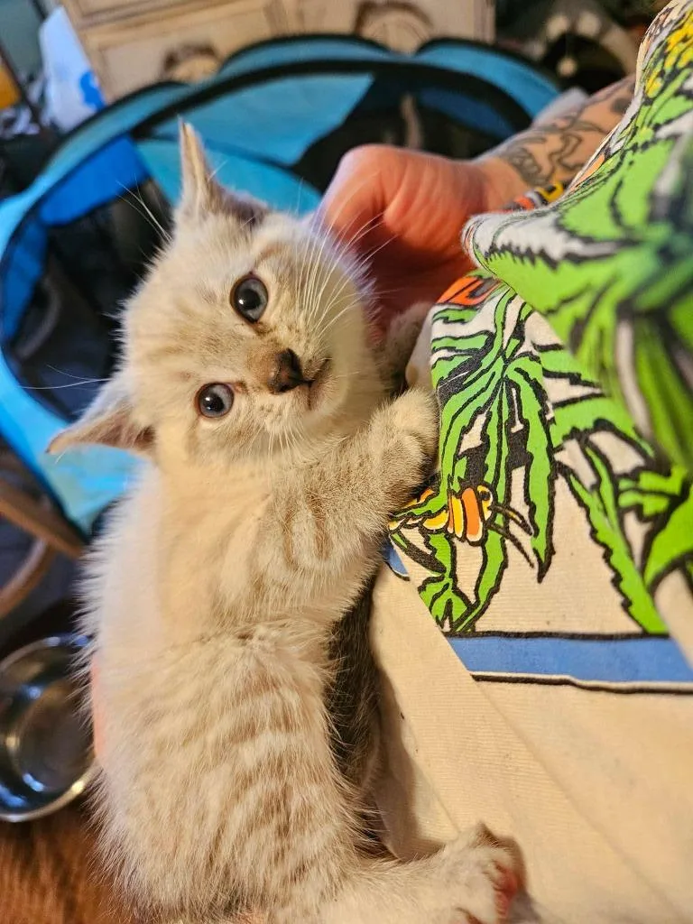 A baby small-sized male Siamese cat named Chili for adoption in LIberty, NY