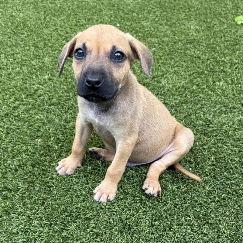 A baby small-sized male Yellow / Tan / Blond / Fawn Mixed Breed dog named Grissy for adoption in LOXAHATCHEE, FL
