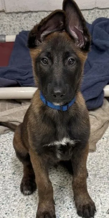 Odin