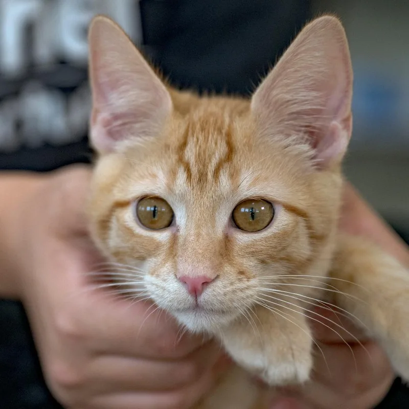 A baby small-sized male Orange / Red Domestic Short Hair cat named Prawn for adoption in Chapel Hill, NC