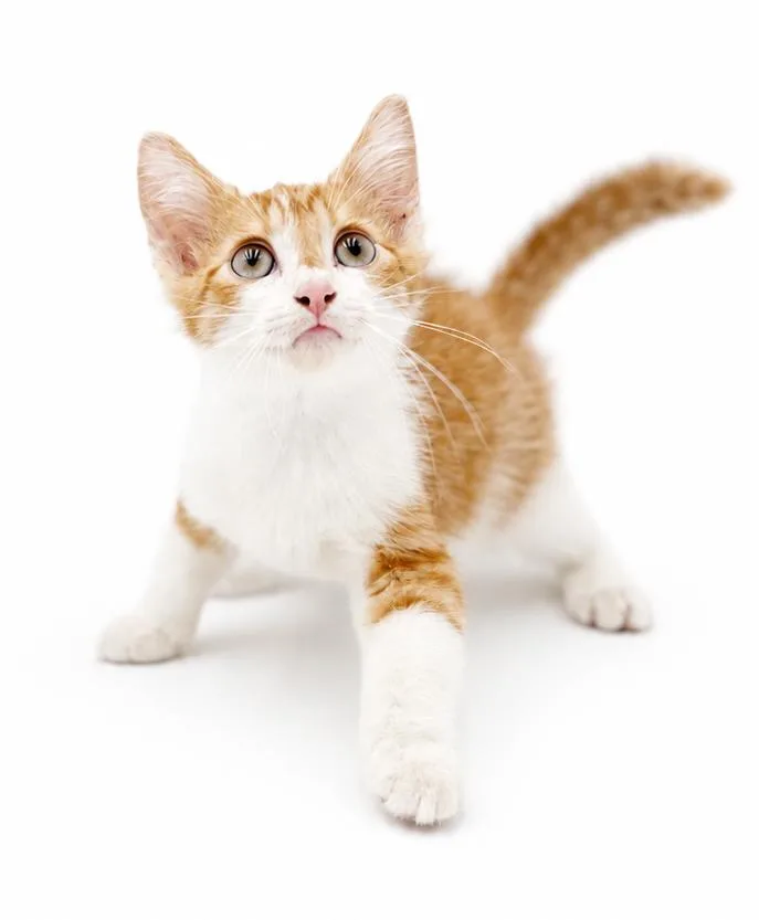 A baby small-sized male Turkish Van cat named Orange Crush is for adoption in Bedford Hills, NY