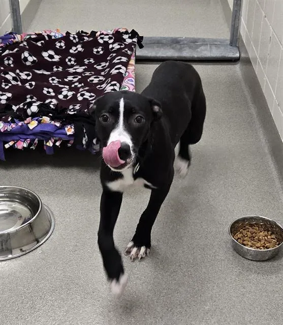 A young medium-sized female Husky dog named Bella for adoption in Omaha, NE