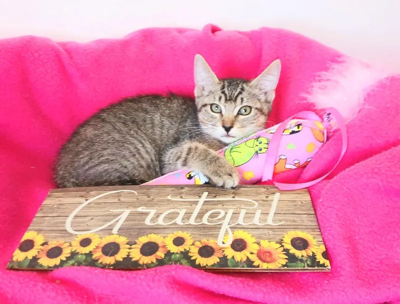 A baby small-sized female Tabby (Leopard / Spotted) Bengal cat named Harper Alexandra for adoption in Miami, AZ