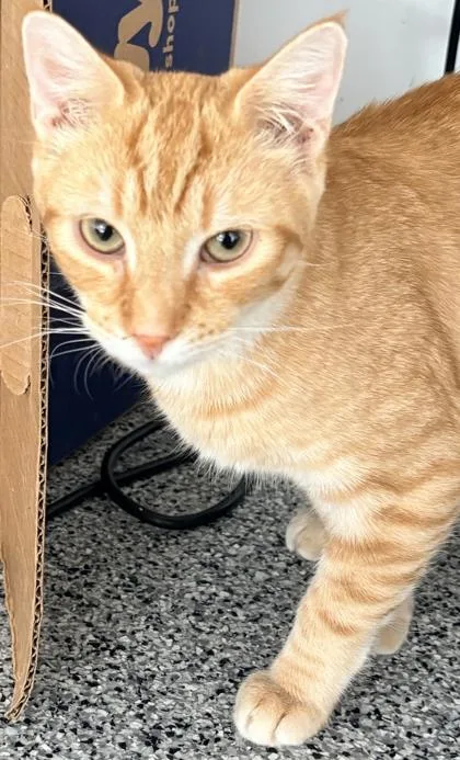 An adult medium-sized male Domestic Short Hair cat named Emmett for adoption in Shawano, WI