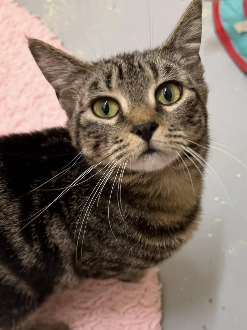An adult medium-sized female Domestic Short Hair cat named Mercy for adoption in Wetumpka, AL