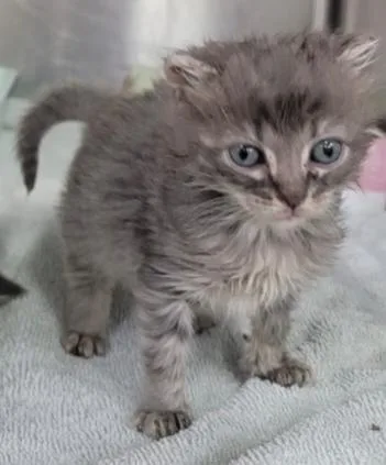 A baby medium-sized female Gray & White Domestic Medium Hair cat named Buttercup for adoption in Wilmington, NC
