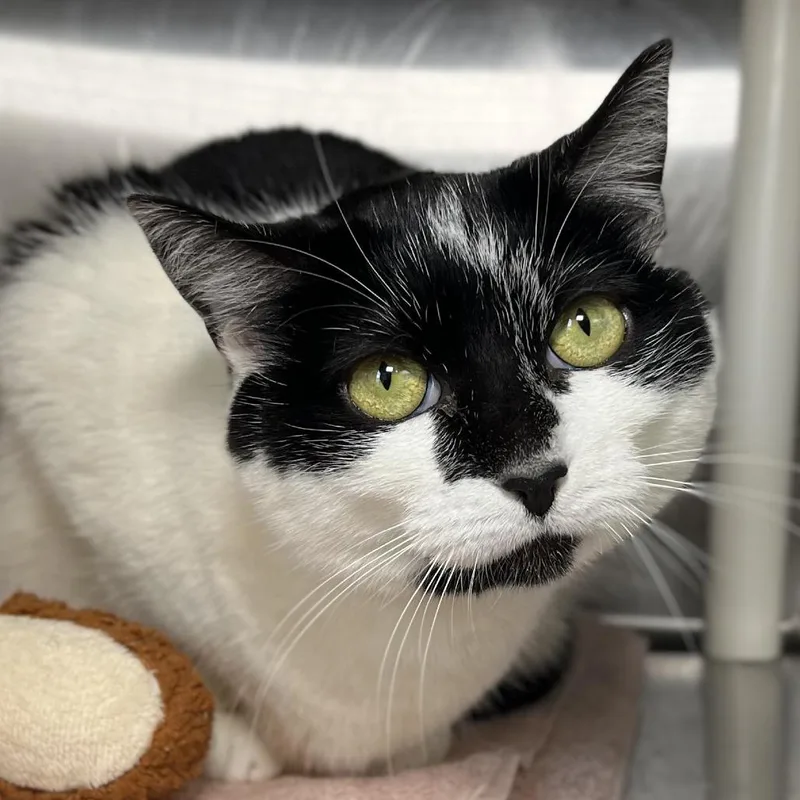 An adult large-sized female White Domestic Medium Hair cat named Rain for adoption in Palm Springs, CA