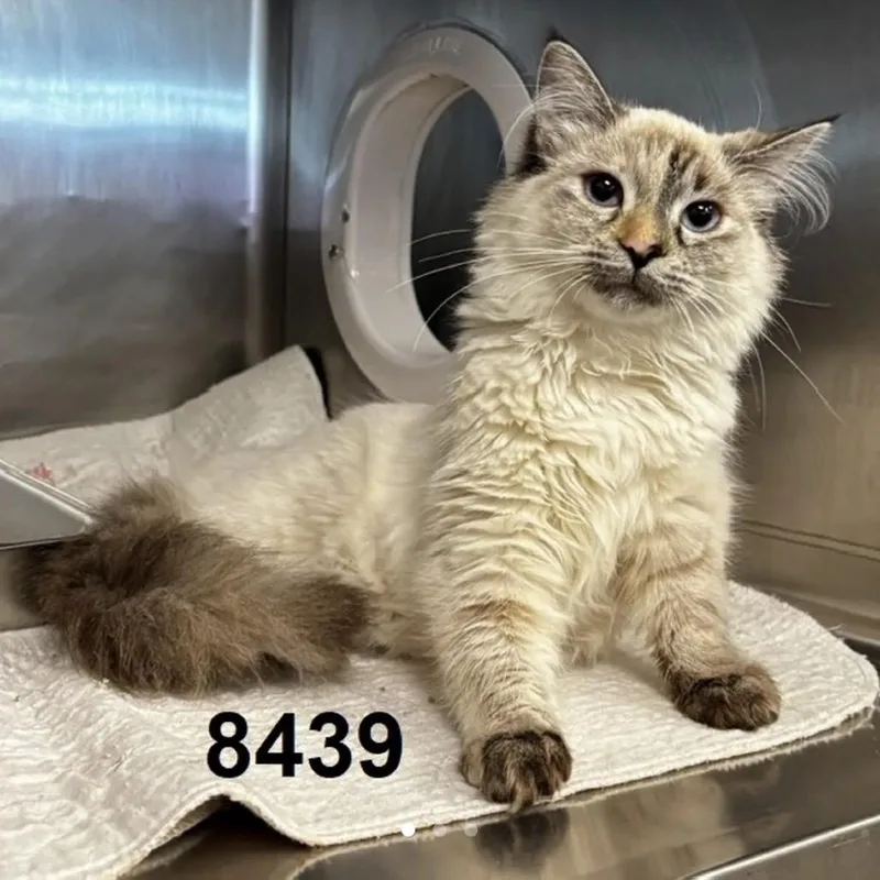 A young small-sized female White Siamese cat named Ella C for adoption in Princeton, MN