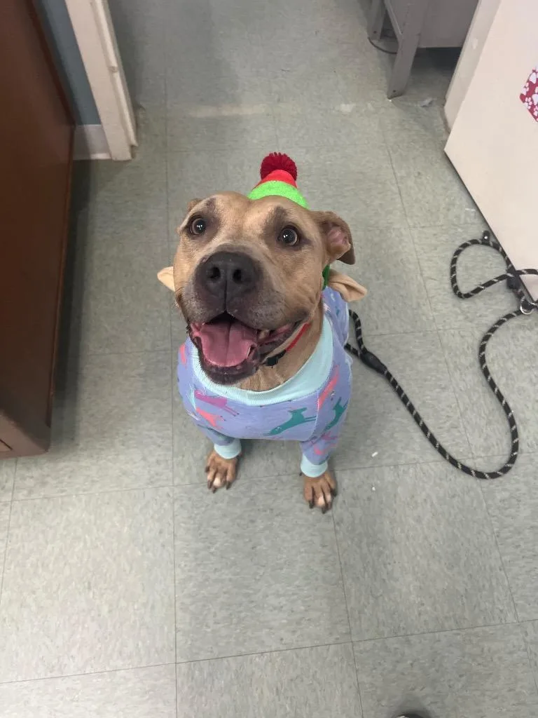 An adult medium-sized female Pit Bull Terrier dog named Sky for adoption in Danielsville, GA