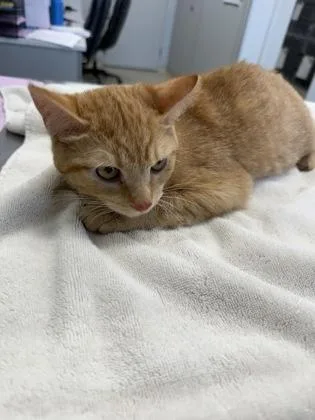 A young medium-sized female Domestic Short Hair cat named Charlotte for adoption in Lafayette, IN