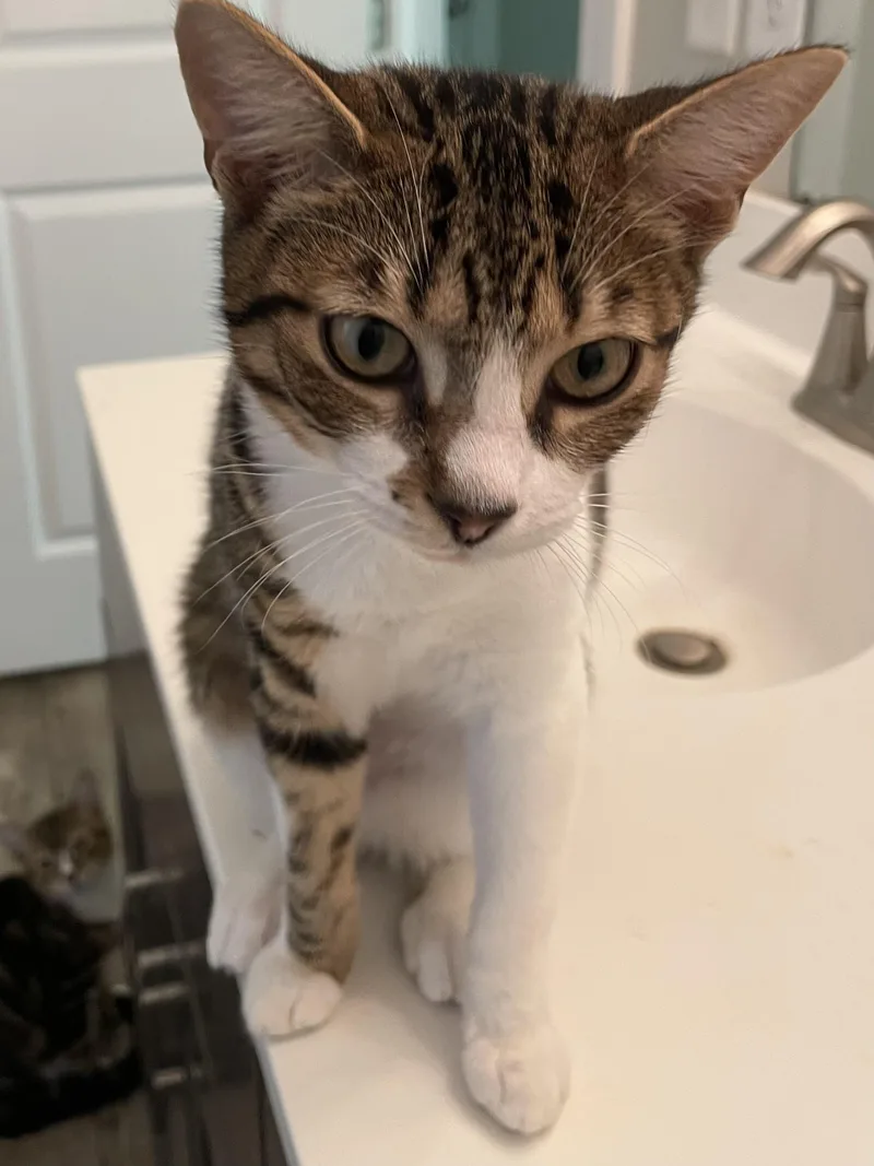 A young medium-sized male Domestic Short Hair cat named Tattoo for adoption in lititz, PA