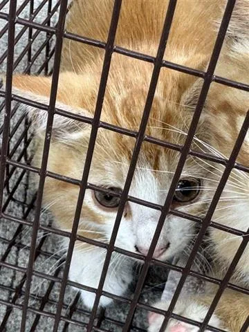 A baby small-sized female Domestic Medium Hair cat named A for adoption in Houston, TX